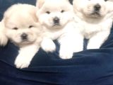 Safkan Chow Chow Yavrulari