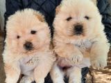SAFKAN CHOW CHOW YAVRULARI