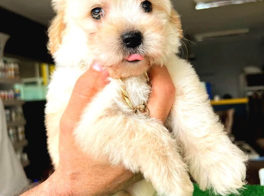 Safkan Malti̇poo Yavrulari