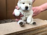Safkan Chow Chow Yavrulari