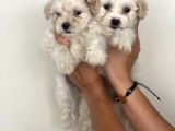 Safkan Malti̇poo Yavrulari