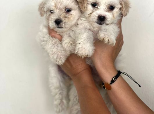 Safkan Malti̇poo Yavrulari görsel