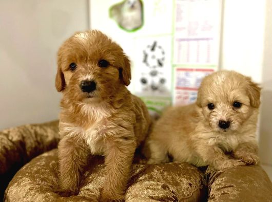 Safkan Malti̇poo Yavrulari görsel