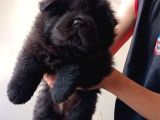 Safkan Chow Chow Yavrulari