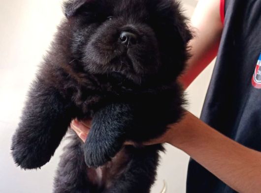Safkan Chow Chow Yavrulari görsel