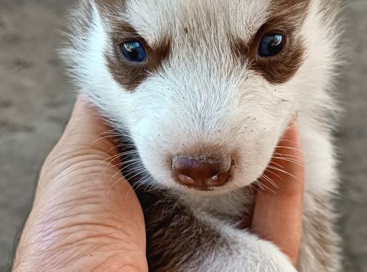 Safkan Husky Yavrulari
