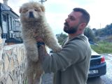 Safkan Chow Chow Yavrulari