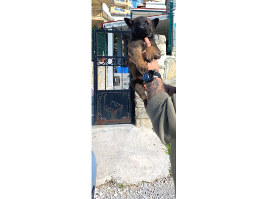 Safkan Belçi̇ka Kurdu Yavrulari görsel