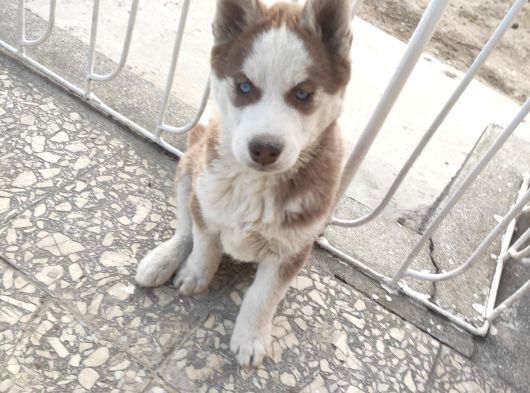 Safkan Husky Yavrulari