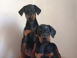 SAFKAN DOBERMAN YAVRULARI