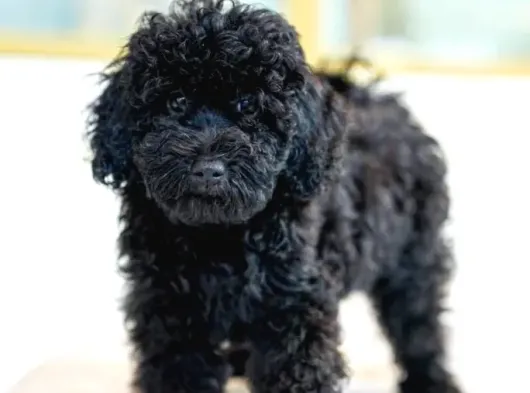 Standart Poodle Dev Boy Si̇yah Bebekler görsel