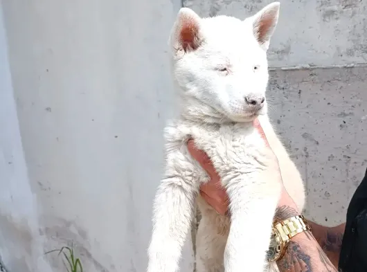 Safkan Husky Yavrulari görsel