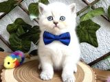 Bri̇ti̇sh Shorthai̇r Bluepoi̇nt Di̇şi̇ Ve Erkek Bebeler
