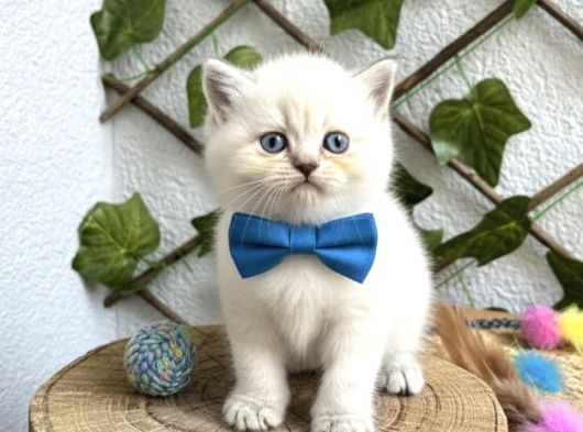 Bri̇ti̇sh Shorthai̇r Bluepoi̇nt Di̇şi̇ Ve Erkek Bebeler görsel