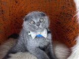 Scottish Fold Blue Yavrular