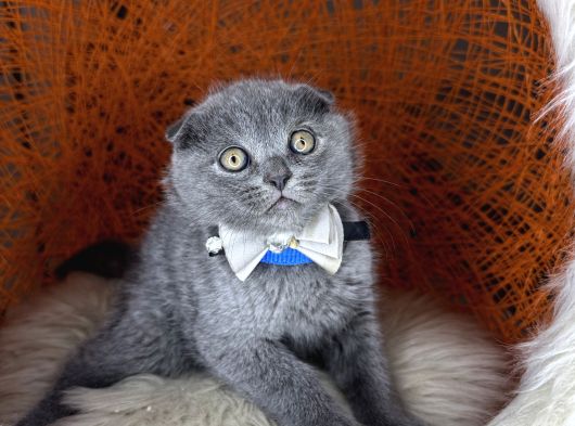 Scottish Fold Blue Yavrular görsel