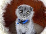 Scottish Fold Blue Yavrular