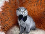 Scottish Fold Blue Yavrular