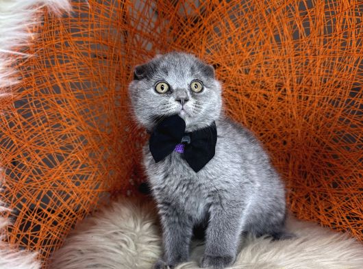 Scottish Fold Blue Yavrular görsel