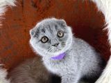 Scottish Fold Blue Yavrular