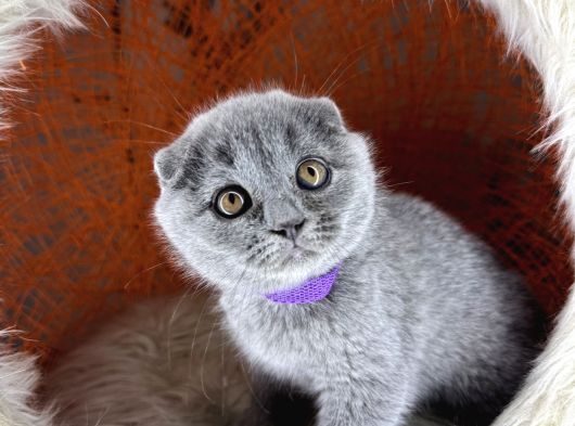 Scottish Fold Blue Yavrular görsel