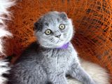 Scottish Fold Blue Yavrular