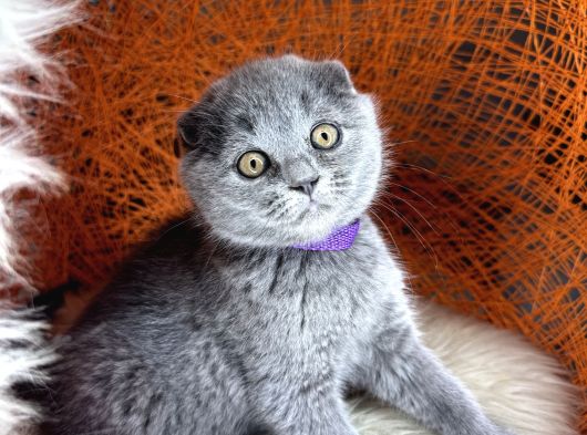 Scottish Fold Blue Yavrular görsel