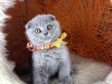 Scottish Fold Blue Yavrular