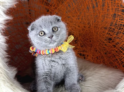 Scottish Fold Blue Yavrular görsel