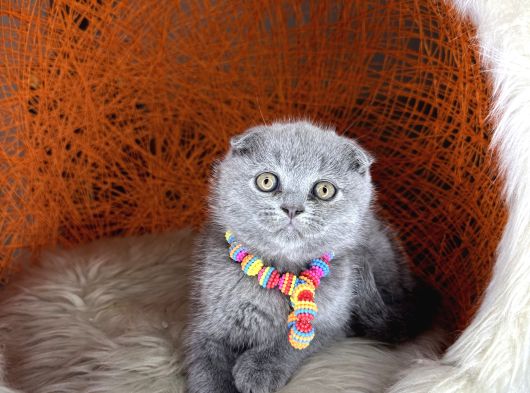 Scottish Fold Blue Yavrular görsel