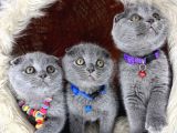 Scottish Fold Blue Yavrular