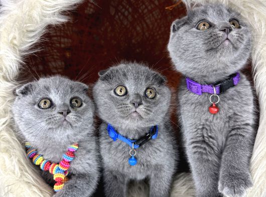 Scottish Fold Blue Yavrular görsel