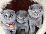 Scottish Fold blue yavrular