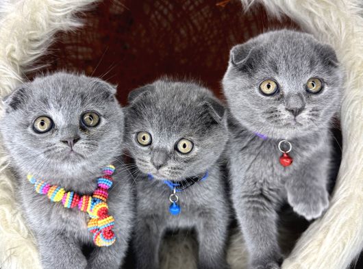 Scottish Fold Blue Yavrular