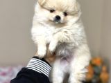 Pomeranian teacup yavrular kg garantili