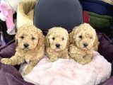 Apricot toy poodle yavrularımız