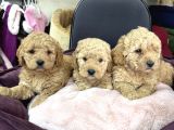 Apricot Toy Poodle Yavrular