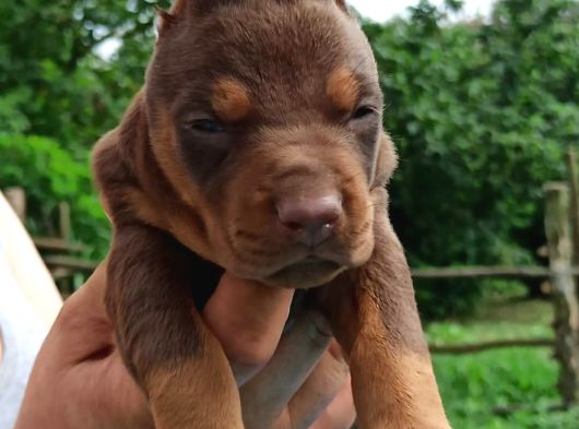 King Doberman Yavrular görsel