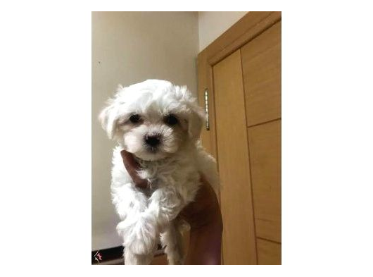 Ev Doğumu Maltese Bebekler
