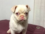 Pembe Burun Özel Irk Pug Mops Tek Yavru