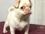 Pembe Burun Özel Irk Pug Mops Tek Yavru