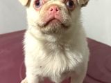 Pembe Burun Özel Irk Pug Mops Tek Yavru