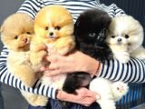Pomeranian Boo Yavrular  Aynı Gün Gönderim