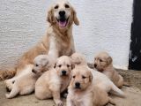 Golden Yavrulari Mama Ve Malzeme Kampanyali