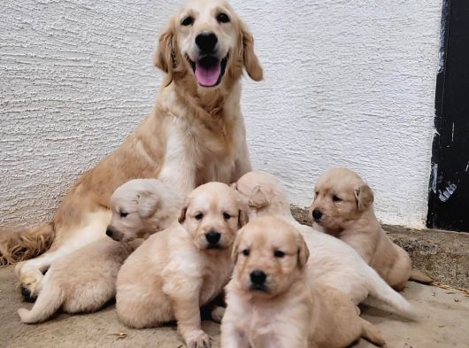 Golden Yavrulari Mama Ve Malzeme Kampanyali görsel