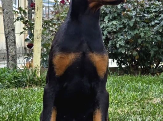 Europan King Kalın Estetikli Doberman görsel