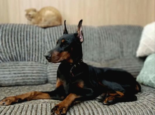 Europan King Kalın Estetikli Doberman görsel