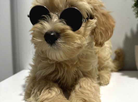 Kali̇teli̇ Malti̇poo Yavrularimiz görsel