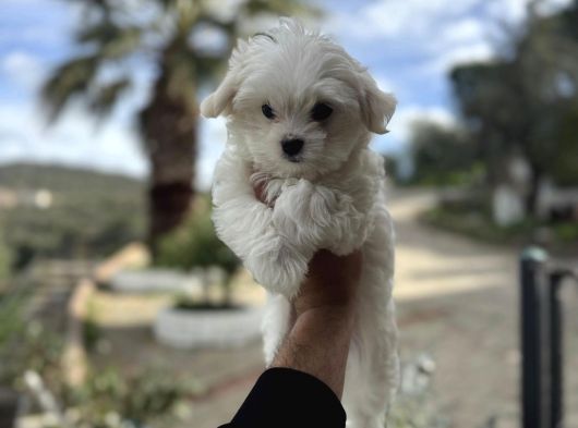Lekesi̇z Kar Beyaz Maltese Bebekler görsel