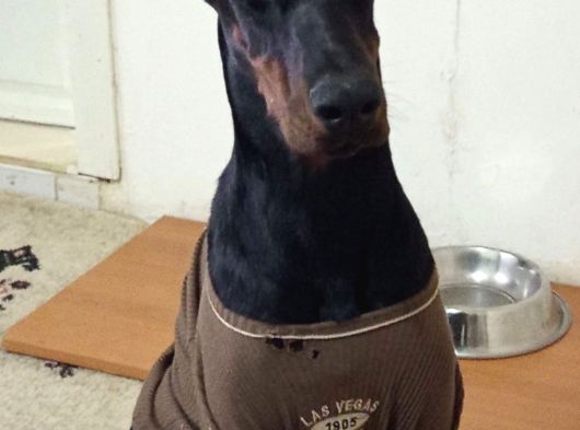 Doberman Kizil-Si̇yah Yavrularimiz Hazir görsel